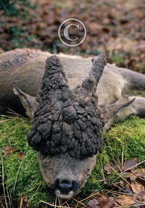 Roe Deer with Puruke Head DM0663